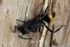 Polyrhachis euterpe