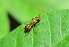 Colobopsis macrocephala