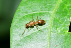 Colobopsis macrocephala