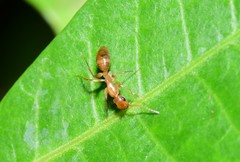 Colobopsis macrocephala