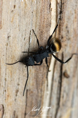 Polyrhachis euterpe