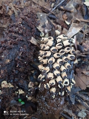 Ombrophytum peruvianum