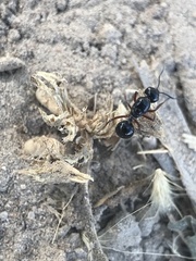 Hymenoptera