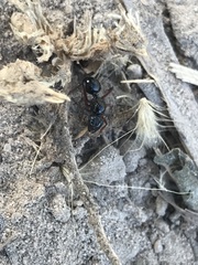 Hymenoptera