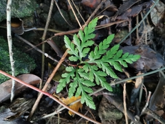 Sceptridium formosanum