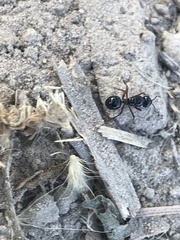 Hymenoptera