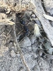Hymenoptera