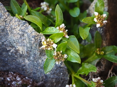 Cochlearia groenlandica