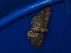 Pseudocollix hyperythra