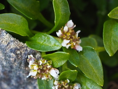 Cochlearia groenlandica