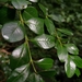 Buxus sinica - Photo (c) fernslu九妹,  זכויות יוצרים חלקיות (CC BY-NC), הועלה על ידי fernslu九妹