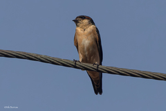 Petrochelidon preussi