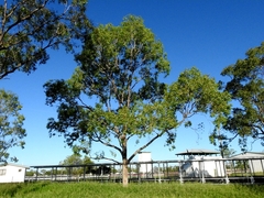 Eucalyptus populnea