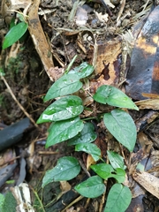 Epipremnum