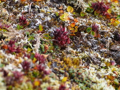 Salix herbacea