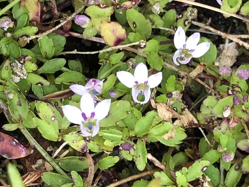 Unigenes humifusa (A.DC.) E.Wimm.