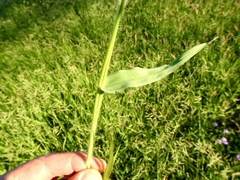 Urochloa mosambicensis