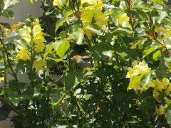 Zosterops lateralis chloronotus