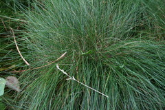 Festuca nigrescens