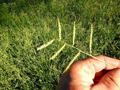 Urochloa mosambicensis