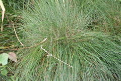 Festuca nigrescens