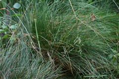 Festuca nigrescens