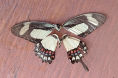 Heraclides torquatus