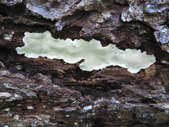 Heterobasidion parviporum