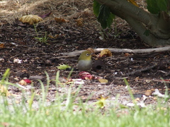 Zosterops lateralis chloronotus