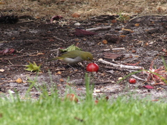 Zosterops lateralis chloronotus