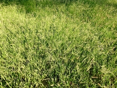 Urochloa mosambicensis