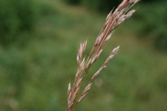 Festuca nigrescens