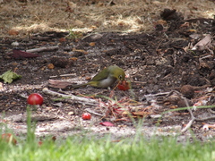 Zosterops lateralis chloronotus