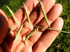 Urochloa mosambicensis