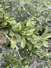 Boscia angustifolia