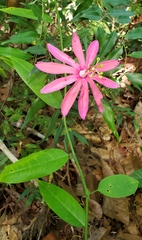 Passiflora glandulosa