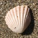 Freshwater Mussels and Brooch Clams - Photo (c) davidsando, some rights reserved (CC BY-NC), uploaded by davidsando