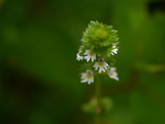 Euphrasia platyphylla