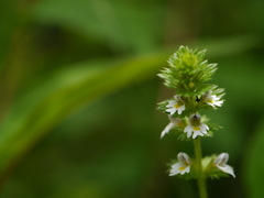 Euphrasia platyphylla