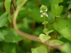Euphrasia platyphylla
