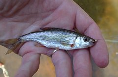 Alburnoides bipunctatus