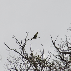 Polytelis anthopeplus anthopeplus