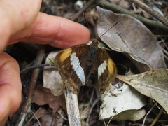 Adelpha iphicleola