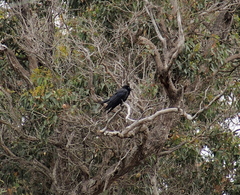 Corvus coronoides perplexus