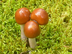 Cortinarius stillatitius