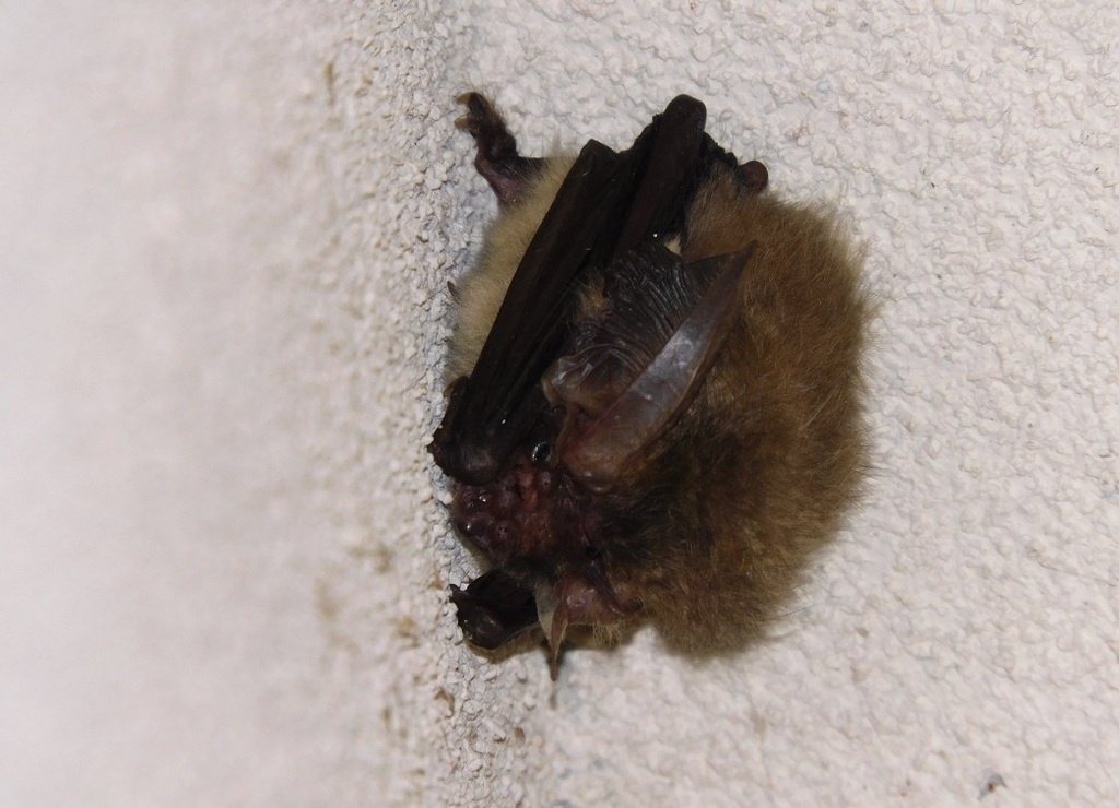 Japanese Long-Eared Bat