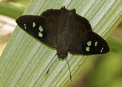 Polygonus leo