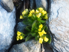 Draba oxycarpa