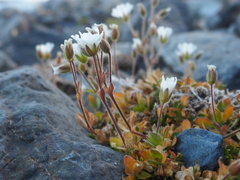 Cerastium nigrescens arcticum