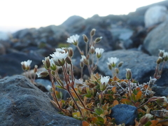 Cerastium nigrescens arcticum